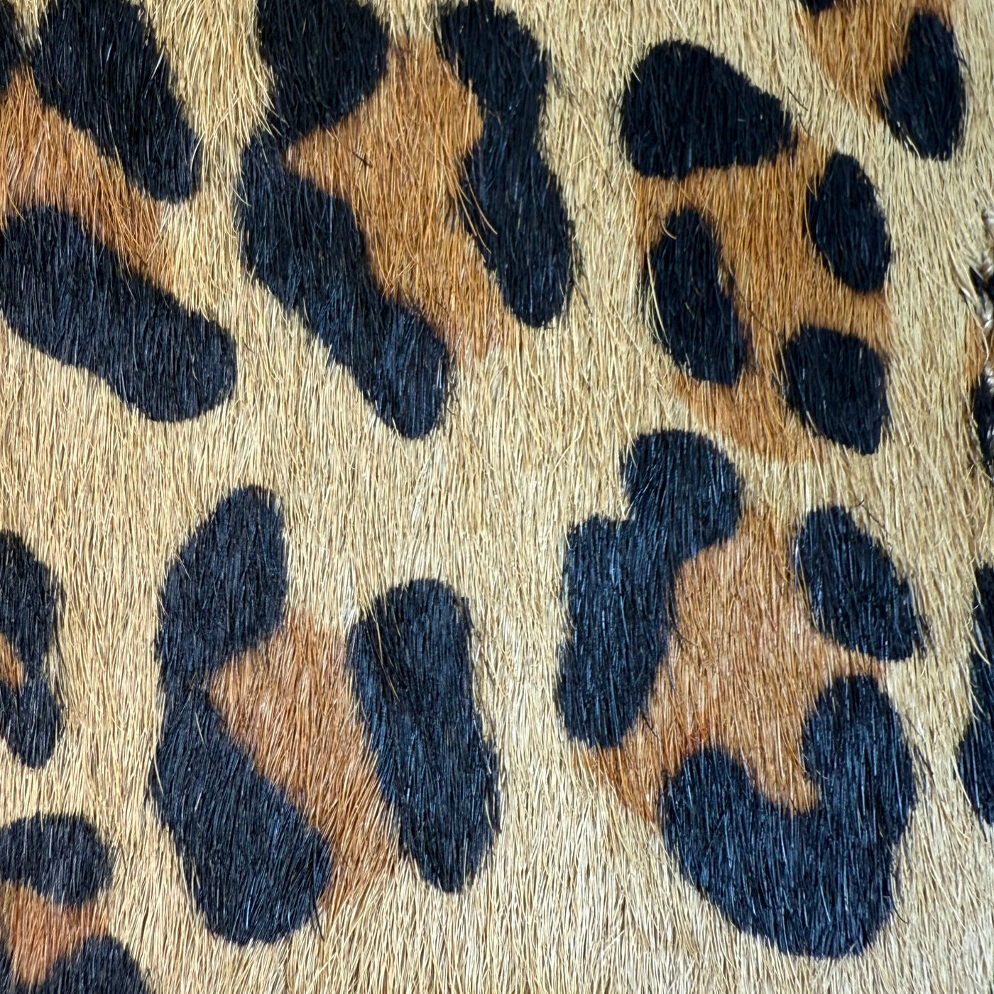 Jamel Tan Leopard